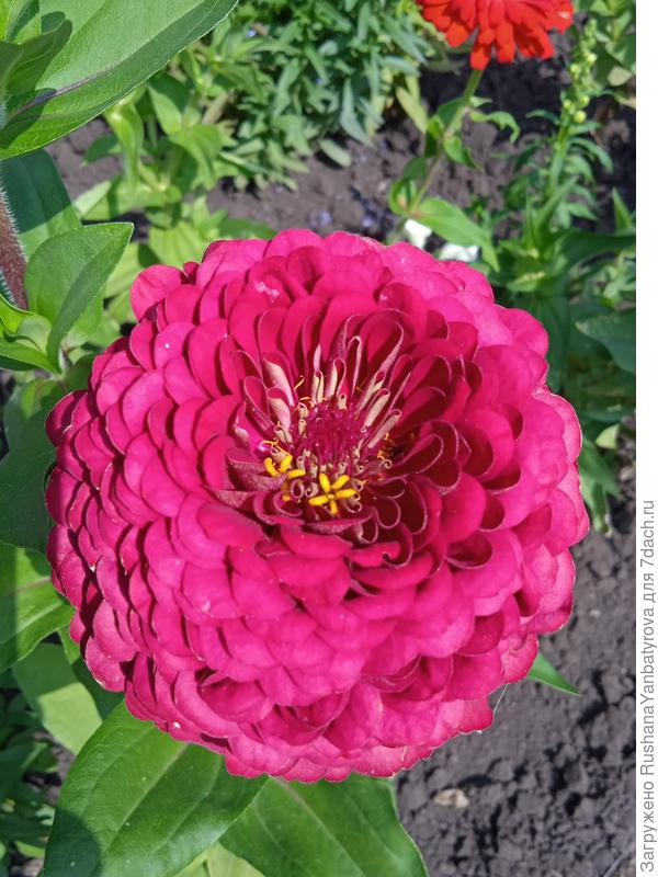 Вишневая королева, но цвет реально более глубокий.