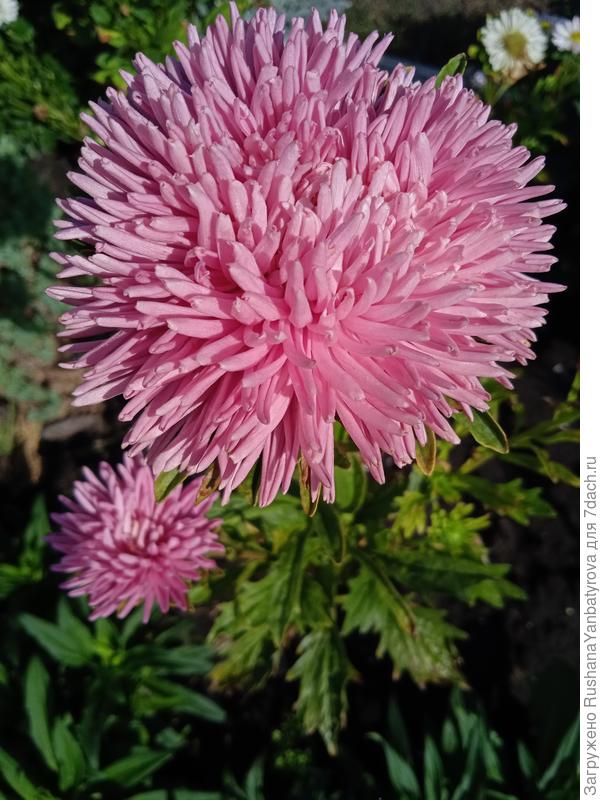 Астра хризантелла Кóралл.