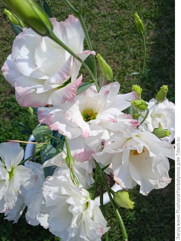 Нежные эустомы красавице Яне!