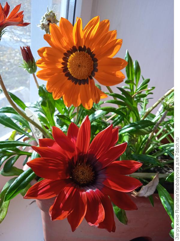 И никак не могу без газании!