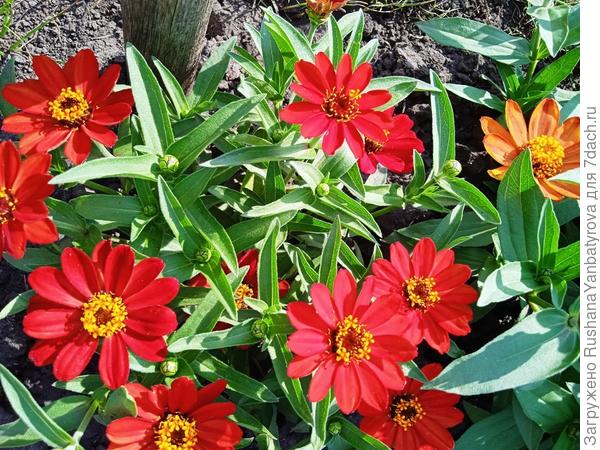 Эти очень красивые были