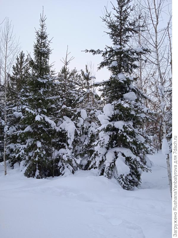 В лесопарке.