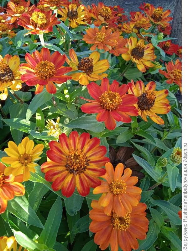 Эти расщепленные