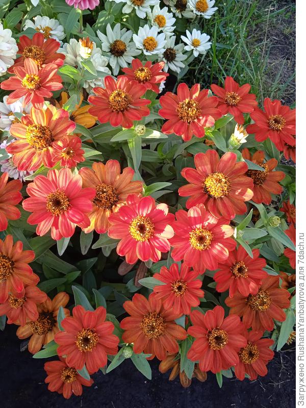 Узколистная Захáра