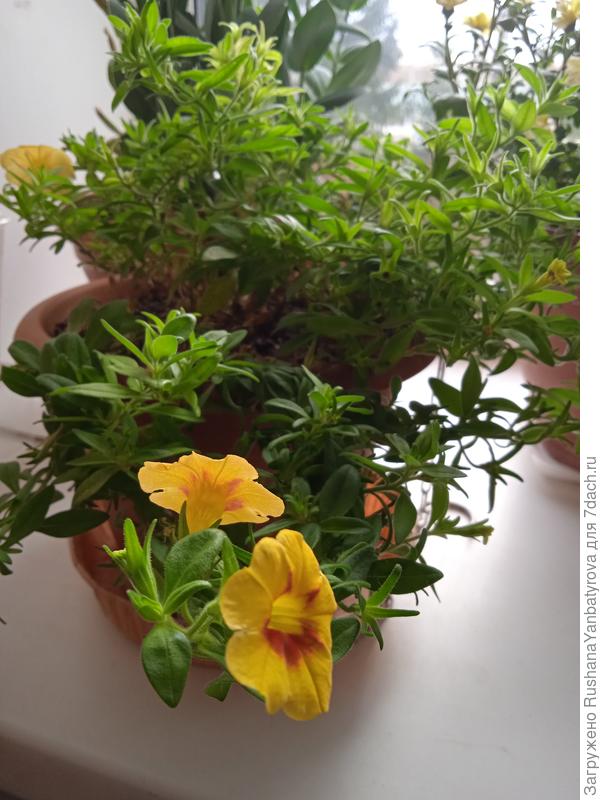 А это маточник в декабре.