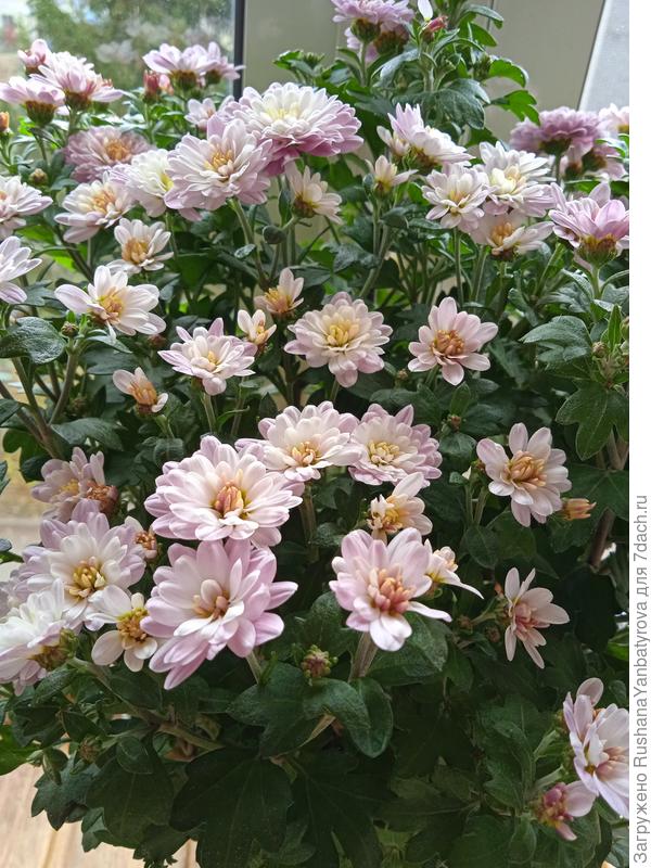 Без названия подарили. Ещё есть и красавица Ивона, она не зацвела.