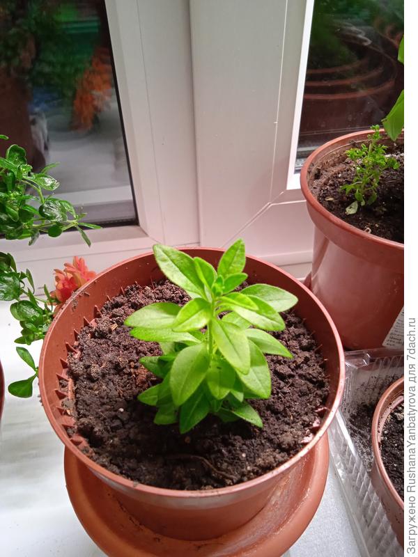 Бóльший черенок. А это