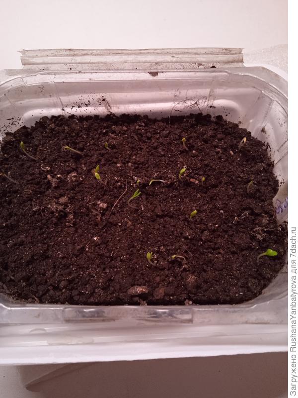 Сразу на холодный подоконник выставила с батареи.