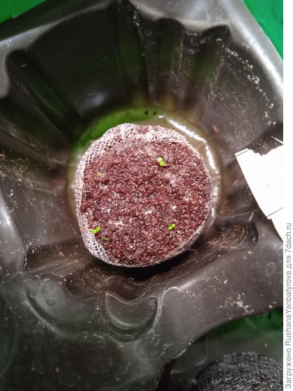 А здесь не очень. Но я очень рада, что гейзеры взошли!