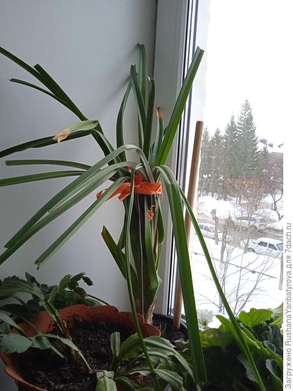 Вот так укоротила...