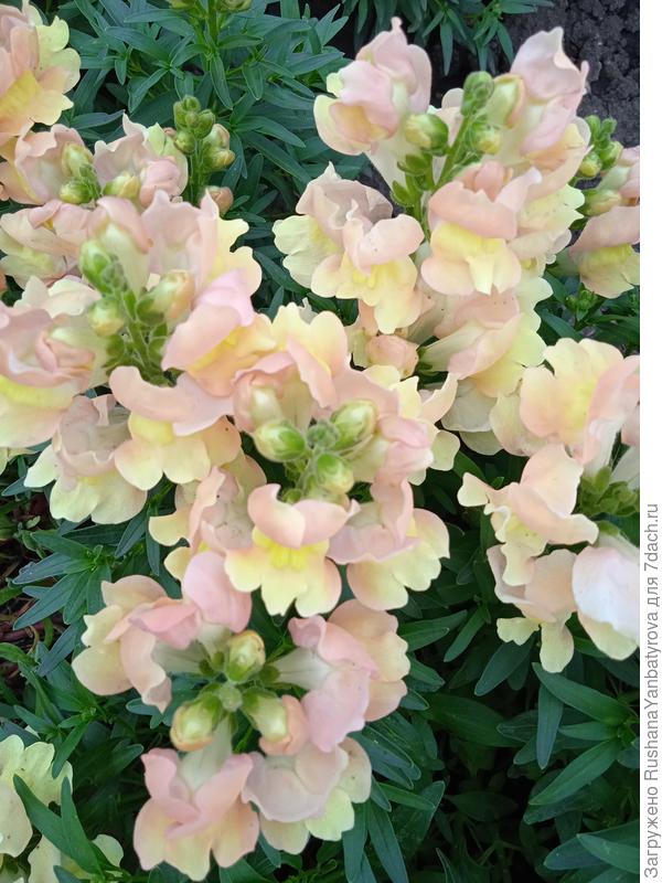 Это низкорослые Яблоневый цвет.