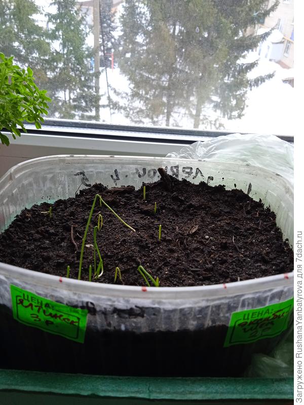 Ялтинский слева, Эксибишен справа.