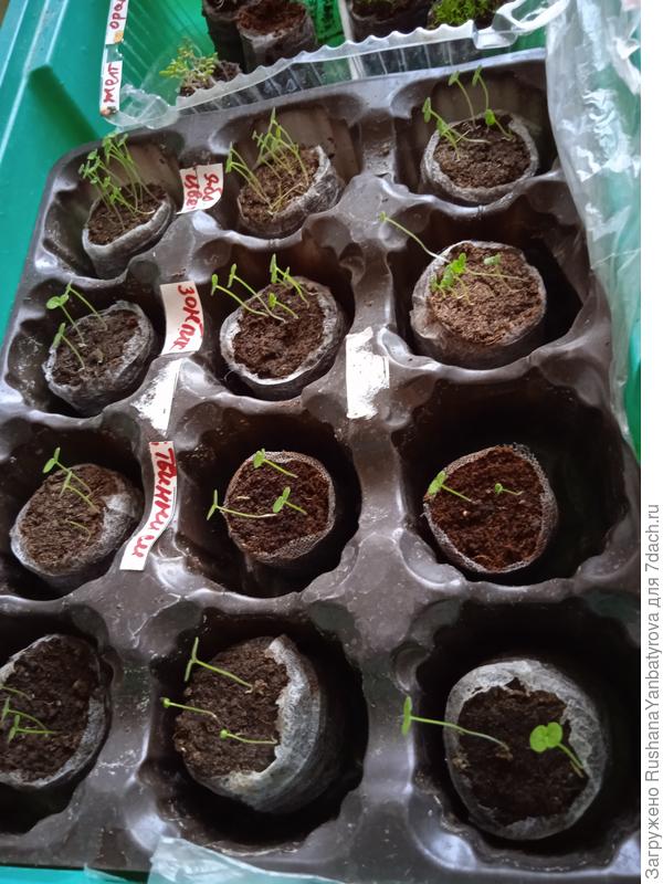 Твинни и зонтики.