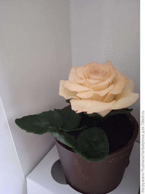 Дарю тебе вкусный цветок в шоколадном горшке