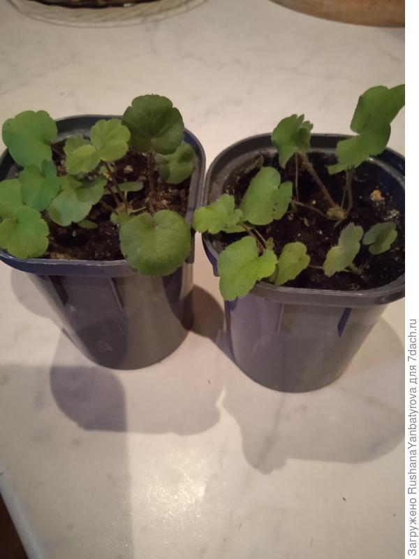 Огни Москвы. Других семян не нашла.