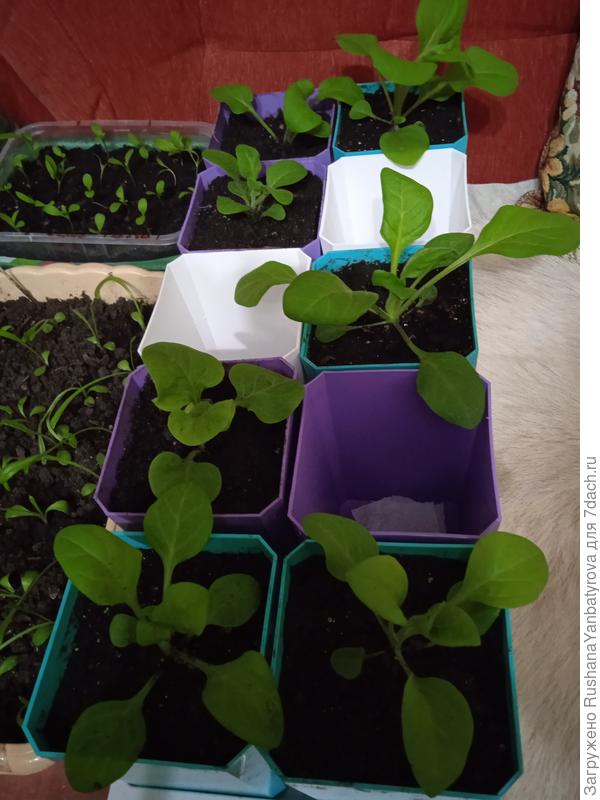 Крупные уже в горшочках 0,75