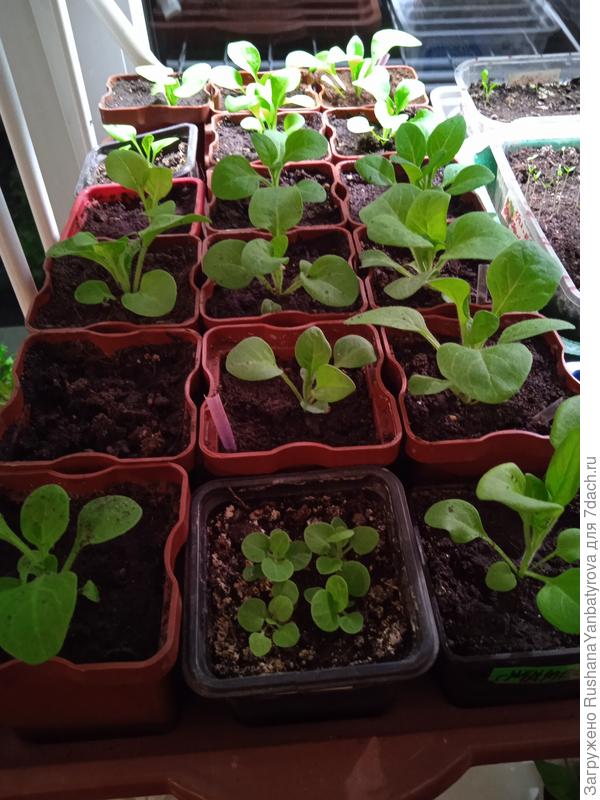 Остальные в 200мл.на переднем плане малышей дала подруга.