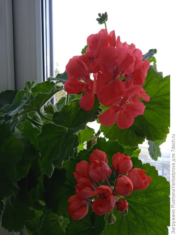 Пусть яркая герань порадует вас!