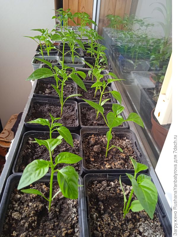 Перцы днём на балконе, ночью дома.