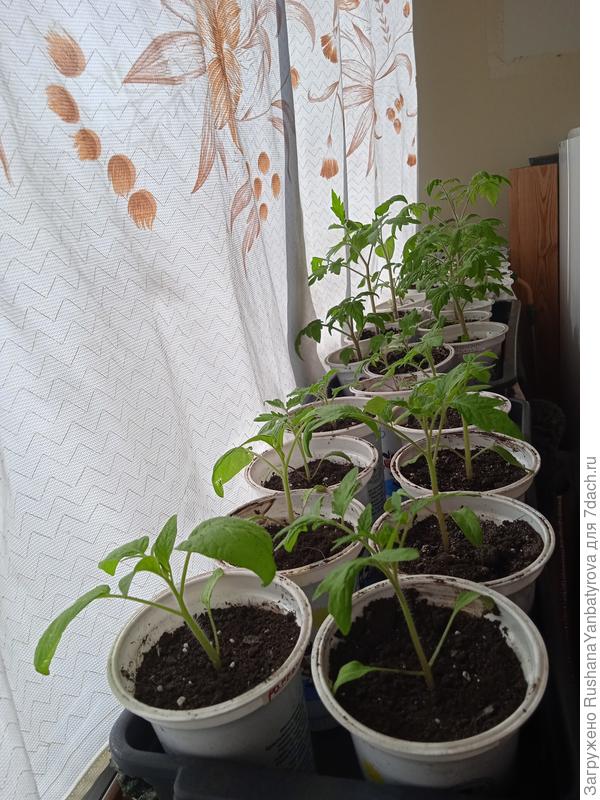 Часть томатов. Уже живут на балконе.