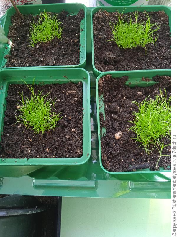 Мшаночка! Получилась!