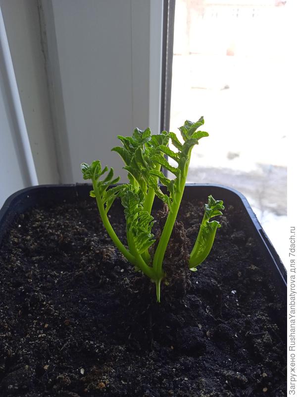 Инкарвиллея из сохраненного клубня.