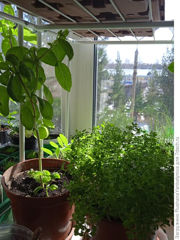 Очень ароматные!