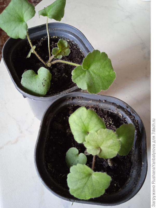 Огни Москвы.