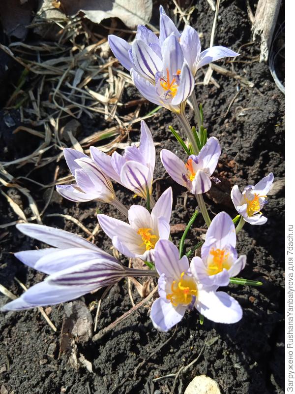 Первые цветы тебе улыбаются!