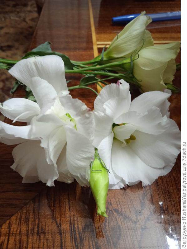 С двойным праздником!