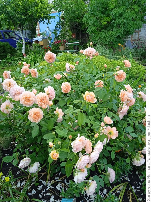 Любимица, имя забываю