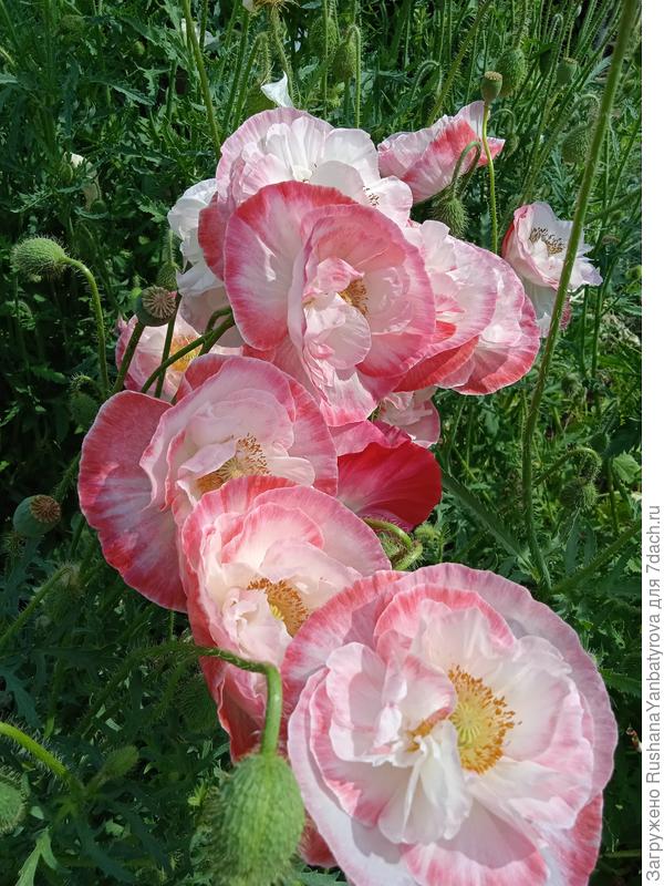 Мак однолетний Ширли