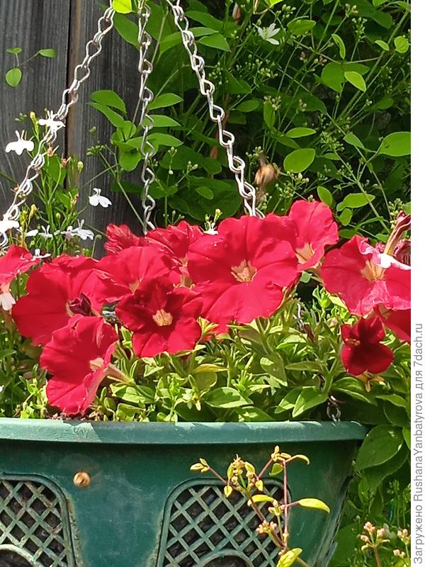 Изи вейв ред