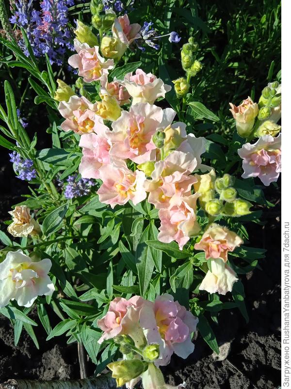 &quot;Львята&quot;