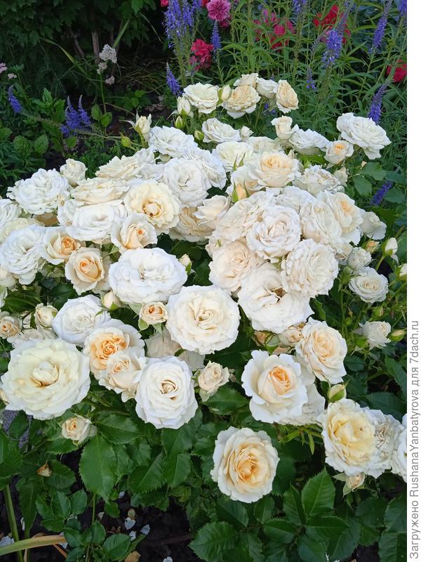 Крим Грасиа