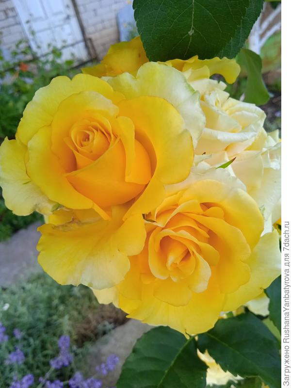 Голден Сфинкс