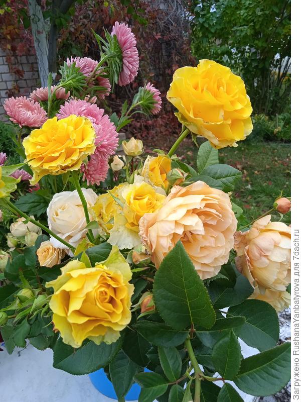 Для вас ведерко последних цветов!