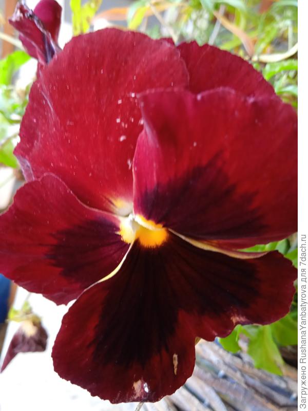 Виола, муж дарил рассаду.