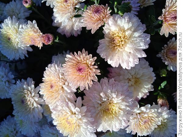 Хризантема Ивона