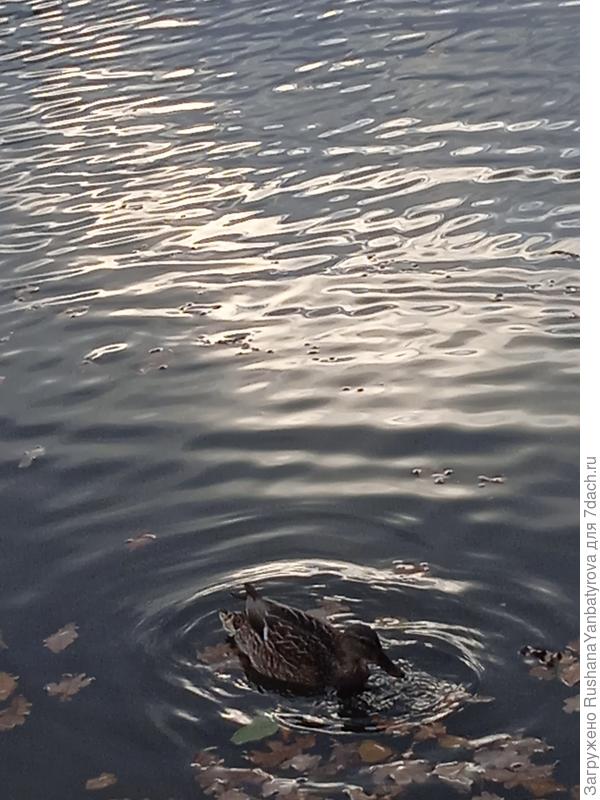 Утки вернулись на городские пруды