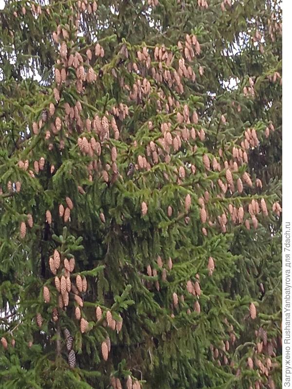 Шишек нынче море!