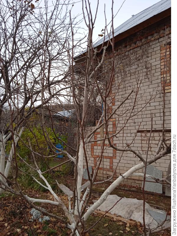 Вот, например, груша.