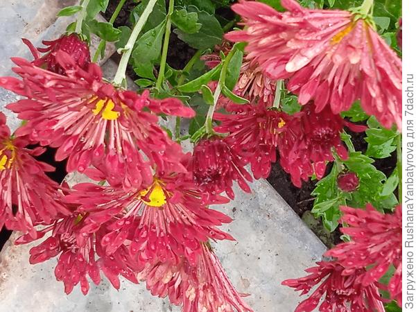 Вот ещё одна с ложковидными лепестками