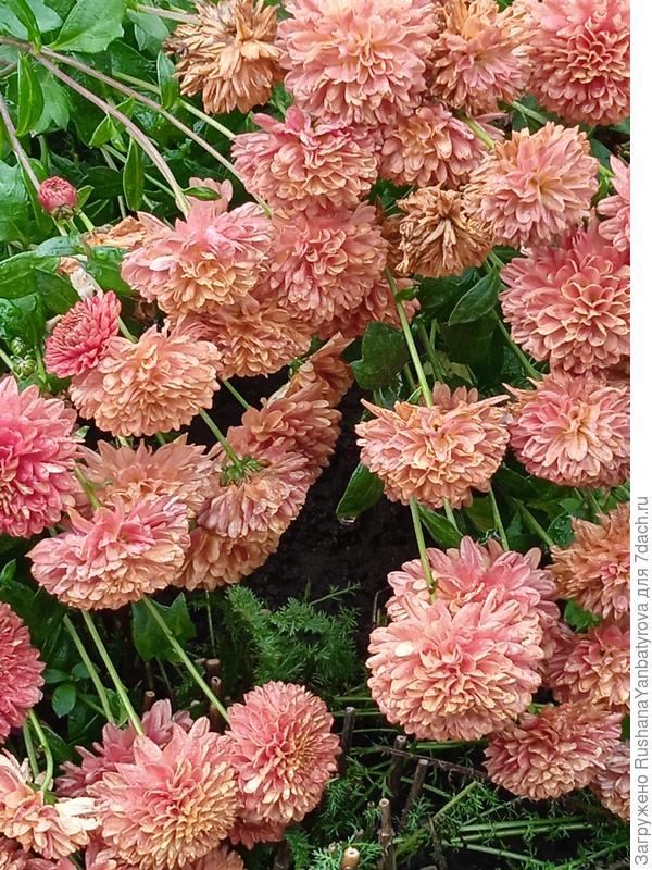 Вот такую точно хочу!