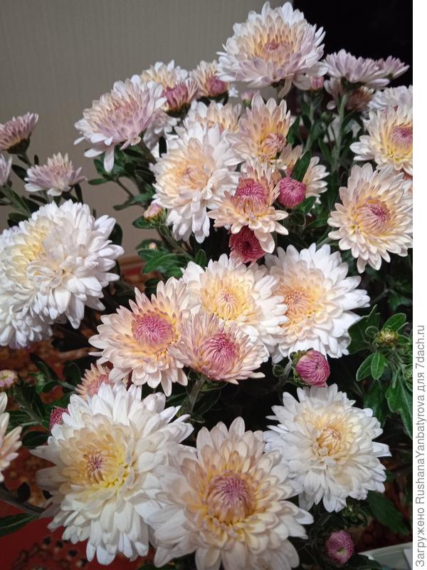 Ивона. Жаль, что она поздняя, но обожаю её!