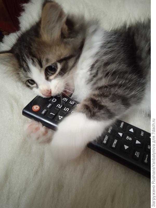 Всё пробуем на зуб. Осваи