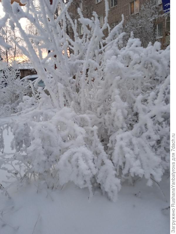 Иней чудеса творит!