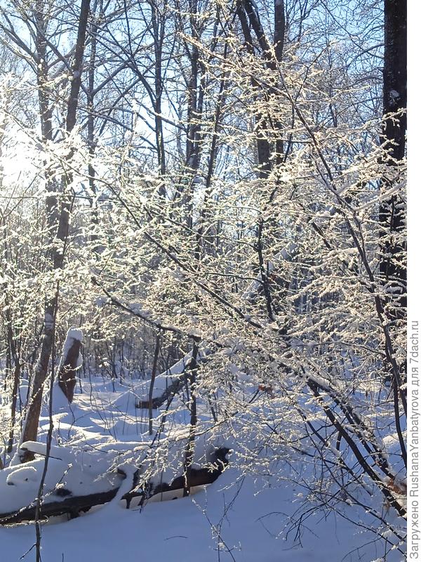 Лесная сказка!