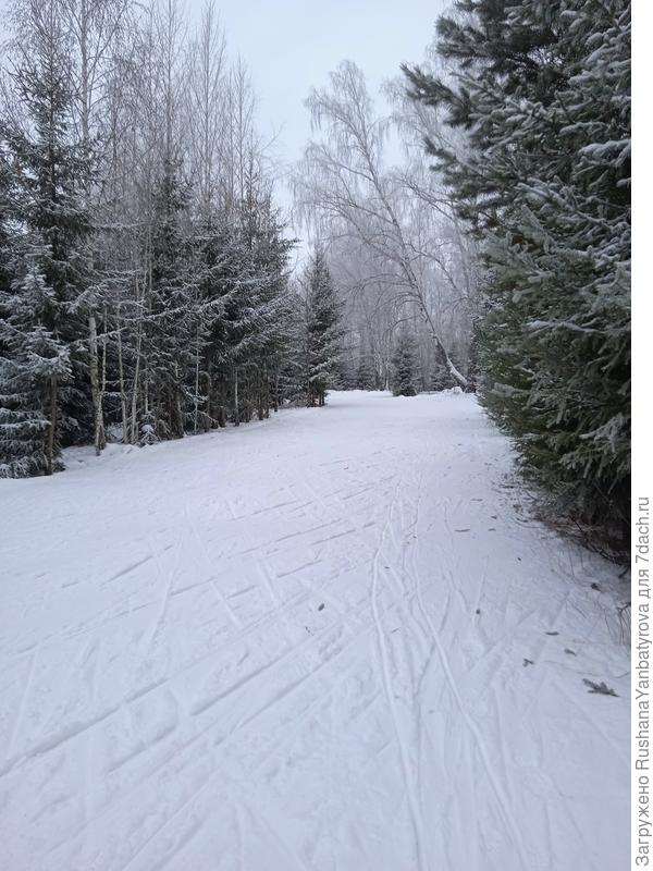 Одна из лыжных трасс в лесопарке.