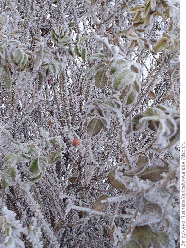 Куст шиповника